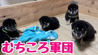 【柴犬 子犬】顔が凛々しくなってきた子犬たちはこちら