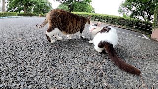 仲良し猫2匹が体をピタリとくっつけて人間から逃げ回る