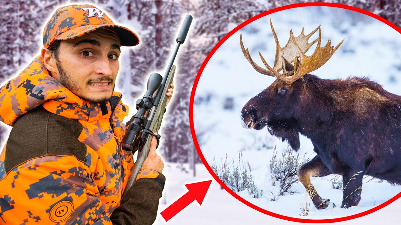 Je Chasse l'Élan en Finlande : l'Animal Géant et Sauvage du Grand Nord !