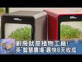 廚房就是植物工廠! 英「智慧農場」最快8天收成｜FOCUS午間新聞 20260623 @TVBSNEWS01