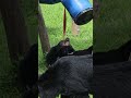Alice's new toy