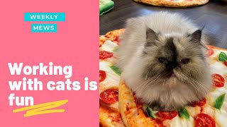 Working with cats is FUN | Weekly Mews | Kitty Cafe UK - Cat Rescue and Cat Cafe