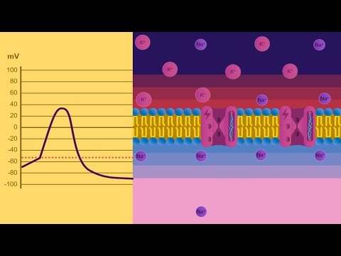 Video: Il potenziale di equilibrio è uguale al potenziale di riposo?