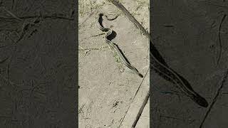 What Kind of Snake is This? #snake #animals #nature #animals #animal #wildlife #iowa #shorts