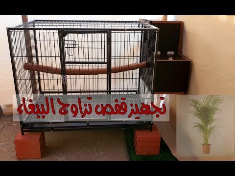 فيديو: كيفية تجهيز قفص ببغاء