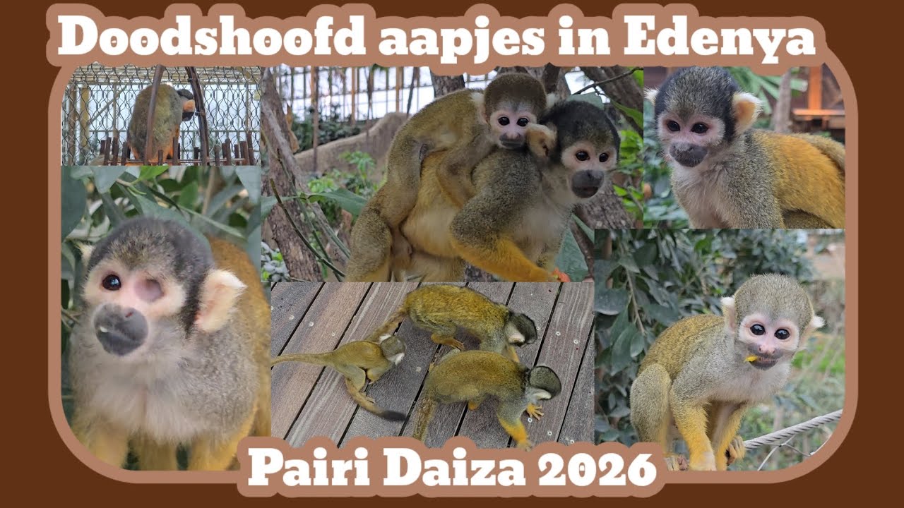 Doodshoofd aapjes in Edenya [Pairi Daiza 2025]