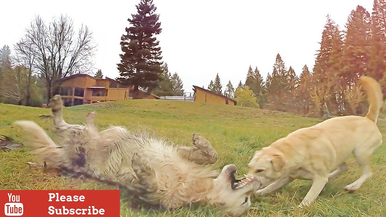 Two Dogs Wrestling & Playing YouTube