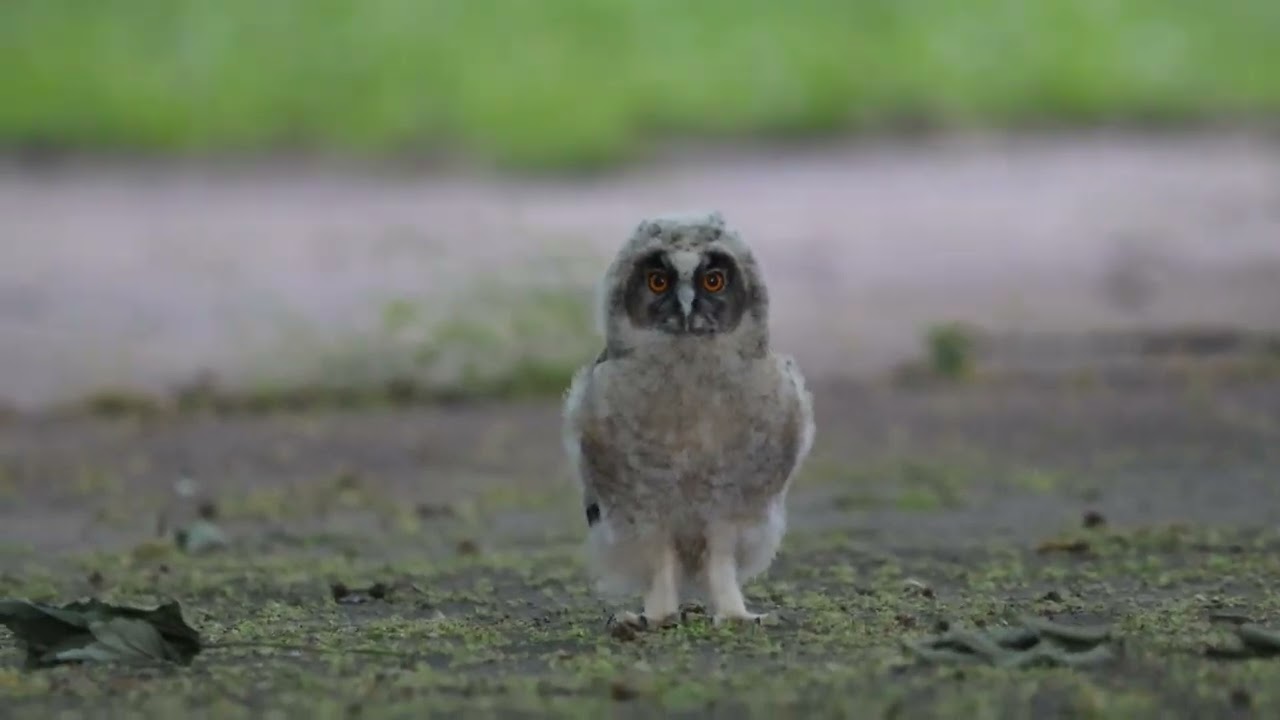 Cute little long-eared owl chick in foreign territory