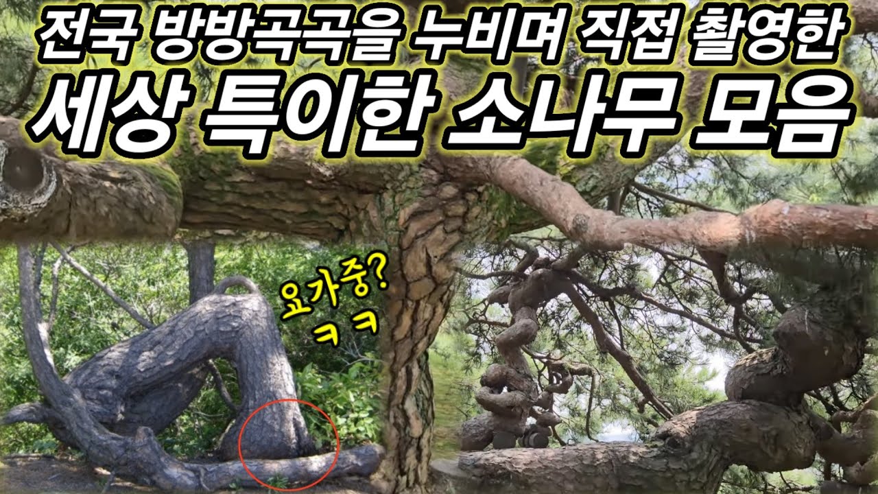 요가하는 소나무, 막걸리 마시는 나무 등 특이한 소나무 모음ㅣ세금내는 소나무, 석송령,반룡송,구룡송,부부송,정이품송, 솔고개소나무 ㄴ,ㅁ,3,8자 소나무 등