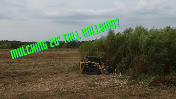 Midwest Mulchers - 20ft Tall Willow Mulching