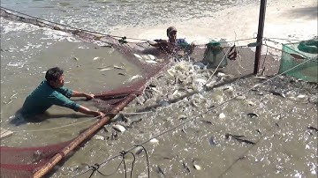 Cận cảnh kéo lưới hết hầm thu hoạch cá thác lác cườm loại to