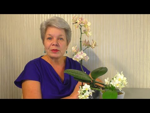 Video: Hoe Een Orchidee Van Kralen Te Weven