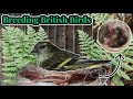 Finallythe first siskin chicks  breeding british birds s1e11