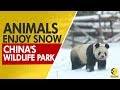 Animals enjoy snowy pleasure at xian wildlife park