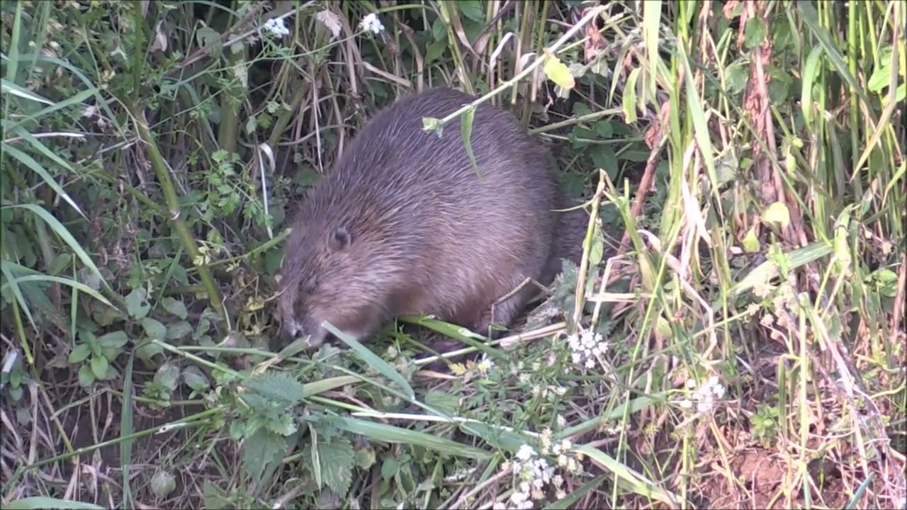 Mrs Bob and her legacy, The Beaver Family 2024 , Part 5