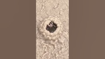 هذا خلق الله #quran #الشيخ المنشاوي #المنشاوي #تلاوة خاشعة #قران كريم