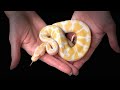 Albino Ball Python #reptile #animals #pets #bangladesh 🇧🇩