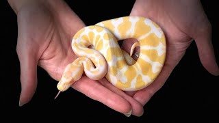 Albino Ball Python #reptile #animals #pets #bangladesh 🇧🇩