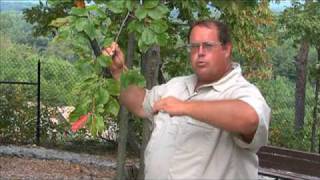 Successful Gardener - Dunn's Mountain