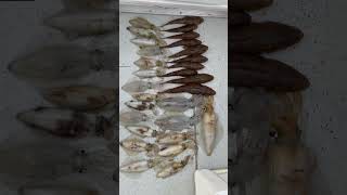 Port Phillip Bay Squid and Flathead! #fishing #flatheadfishing #squidfishing #Portphillipbayfishing