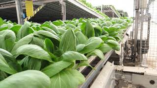 I+S Pro | Innovador y sostenible cultivo en invernadero