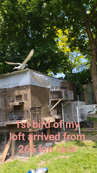 1st bird of my loft arriving from 265 km race-MADOC,ONTARIO,racing pigeon. @goldeneyeloft