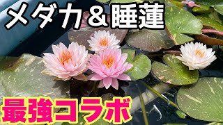 Spectacular view of medaka and water lilies at the water lily farm