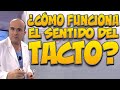 TACTO, ¿cómo funciona? - Cuerpo Humano #19