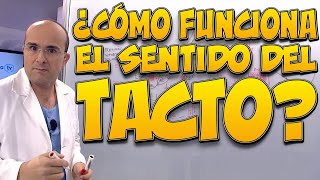 TACTO, ¿cómo funciona? - Cuerpo Humano #19