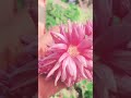 gulab jaisan khilela Baru ki bhanwra