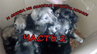 И снова не смогли пройти мимо. Нашли щенков. Часть 2. by Всё Подряд 32 views 5 years ago 3 minutes, 41 seconds