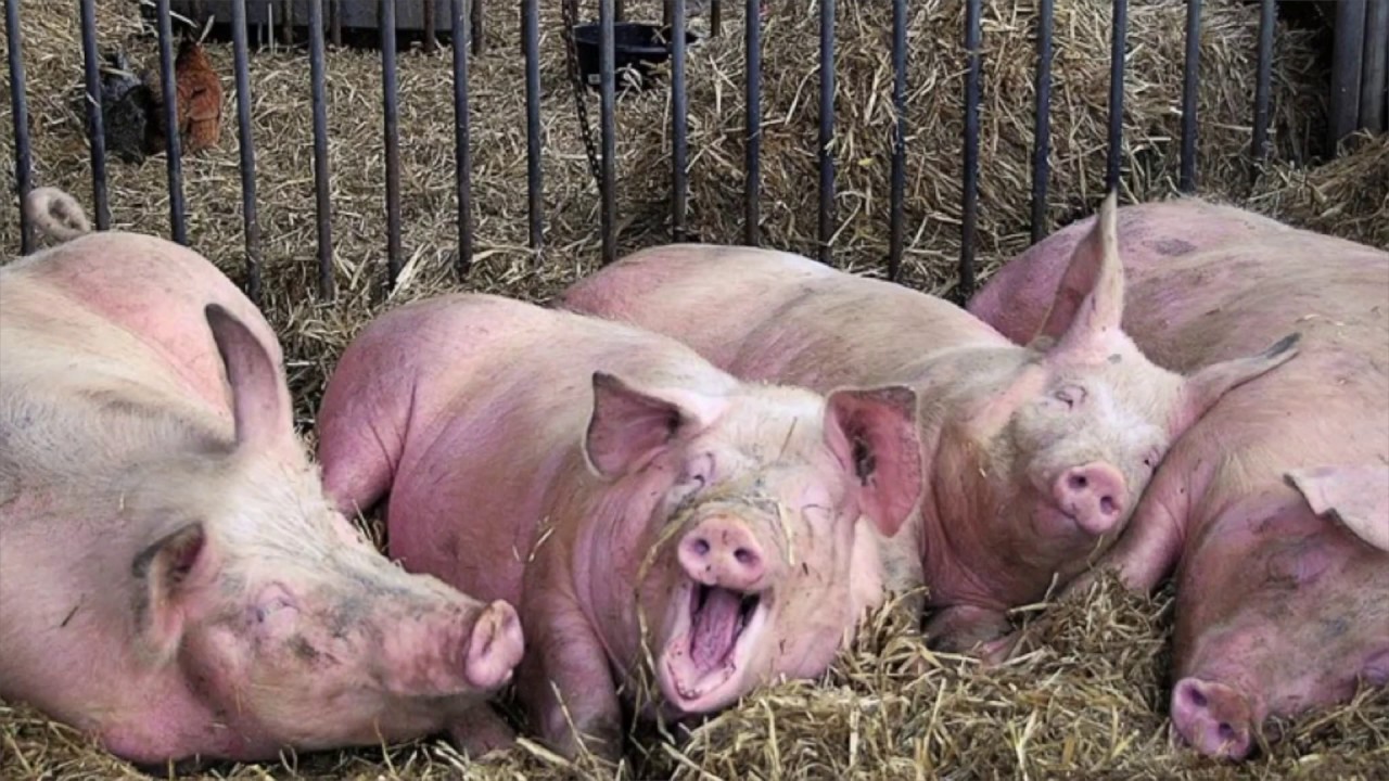 Боров и з. Сельскохозяйственные животные свиньи.