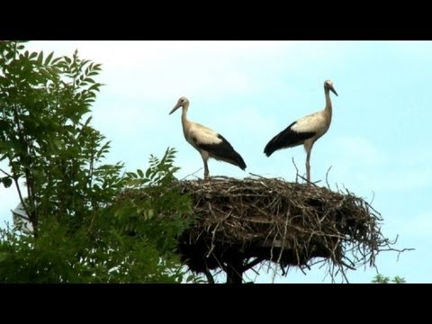 طير اللقلاق صديق الانسان المفضل في بولندا