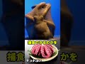 タコを瓶に閉じ込めると