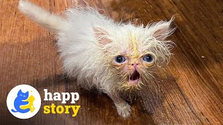 Wisp  A Tiny Persian Kitten Goes Against The Odds