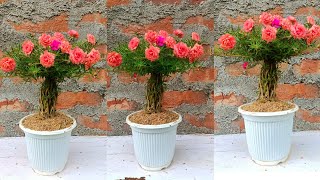 Beautiful portulaca (Moss rose) planting Idea  Easy and Simple Way