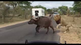 Lion vs Buffalo