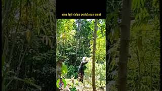 Download Lagu surga ditelapak kaki ibu MP3 Download Lagu surga ditelapak kaki ibu MP3