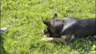 Video: Hundespielzeug aus Silikon gross / Futtersuchspiel