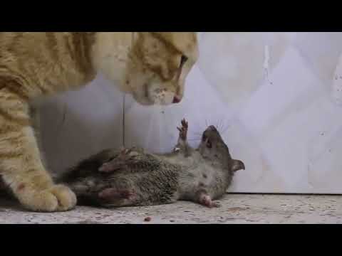 DODOLU | CAT VS RAT |Crunchy ASMR  |TOM & JERRY | WildKitty Mukbang