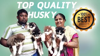 TOP QUALITY HUSKY PUPPY AND ALL BREAD AVILABLE IN HOWRAH | TONMAY DA : 8910757520