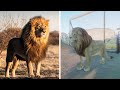 Discover the Wildlife of Planet Zoo! | Pixel Zoo | BBC Earth Kids