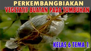 Perkembangbiakan Vegetatif Buatan Pada Tumbuhan  Kelas 6 Tema 1