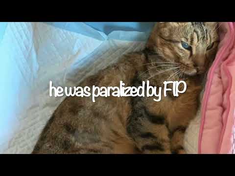 GS441524, saved my cat from Feline Infectious peritonitis (FIP)