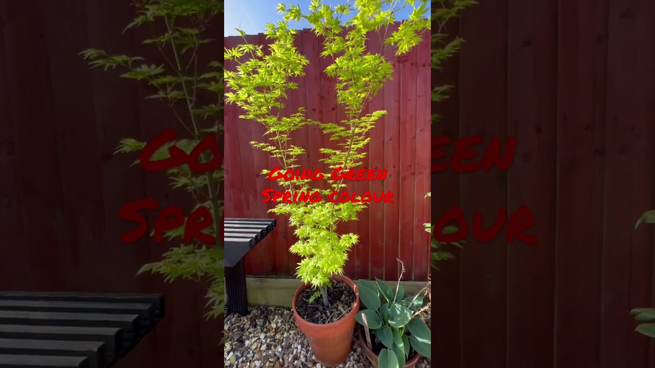 Japanese maple trees, how to select, water, feed and protect them from sun / wind!