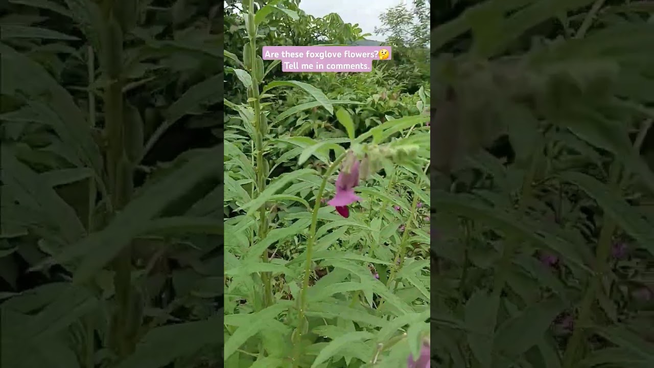 Are these Foxglove flowers? 🤔 Tell me in comments.  