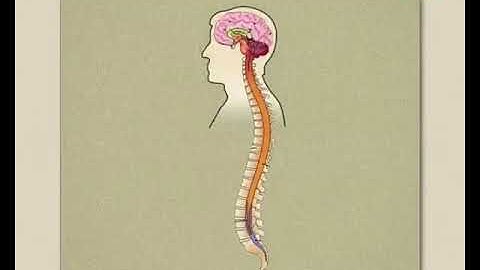 The Human Nervous System (Regulators of Life) : Sundaram Eclass Science concepts (9-10 grade)