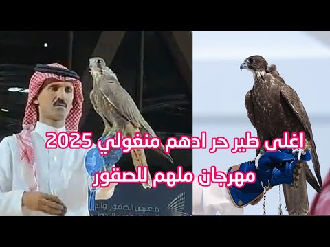 طير حر منغولي ادهم 2025 مهرجان الصقور و الصيد ملهم
