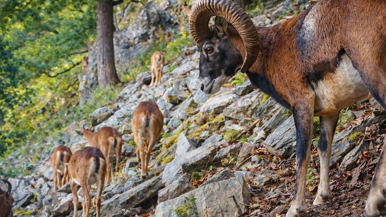 This Camera Trap Recorded 7 Days of Pure Nature – You Have to See This