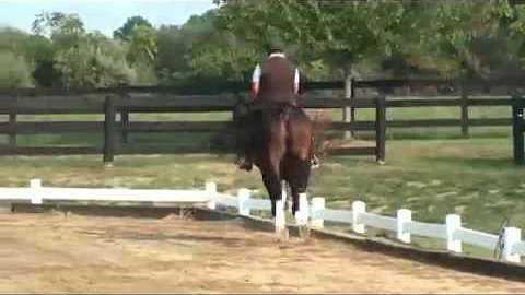 Mary Flood Dressage Today Video "Warmup" Part 2